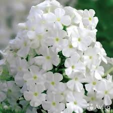 Флокс Голубь мира белый