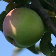 Яблоня Приветный