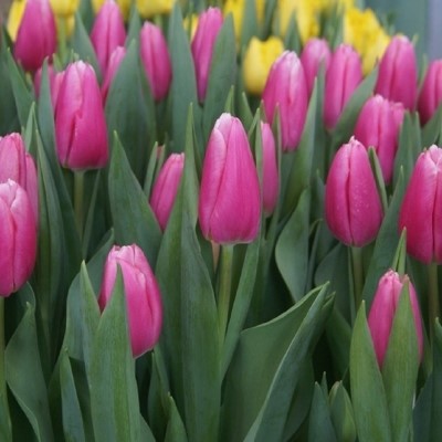 Тюльпан Милкшейк 5шт 12/+