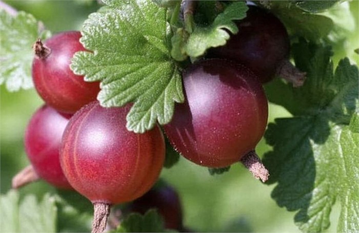 Крыжовник Сюрприз