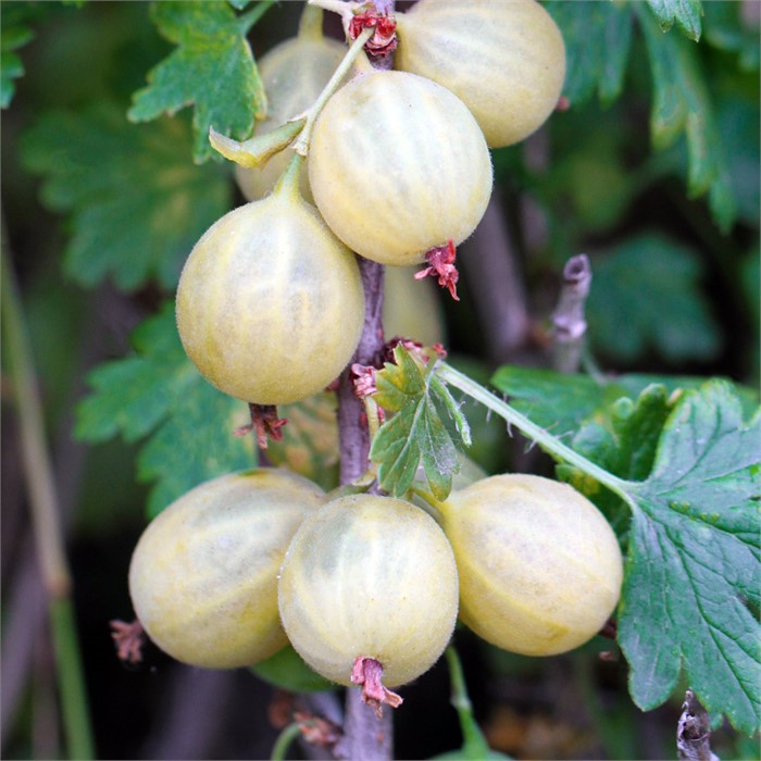 Крыжовник Родник