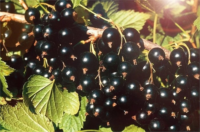 Смородина черная Сокровище