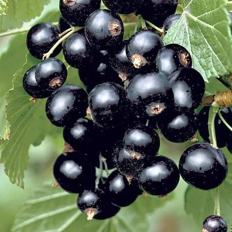 Смородина черная Русалка