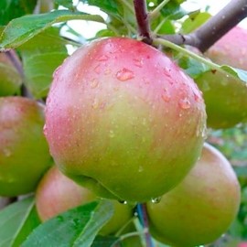 Яблоня карликовая Осеннее низкорослое