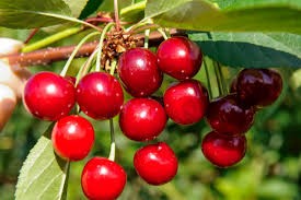 Вишня Игрушка