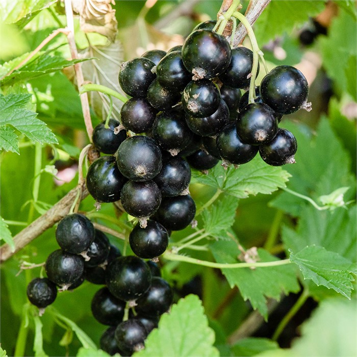 Смородина черная Кавалер