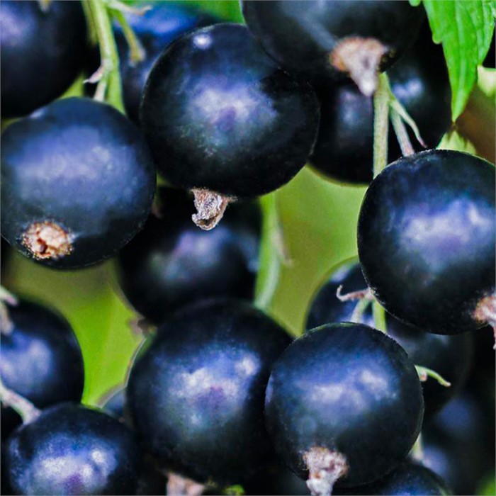 Смородина черная Добрый Джин