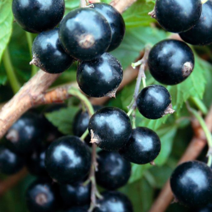 Смородина черная Мушкетер