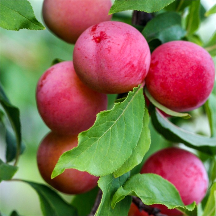 Слива Содружество