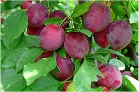 Слива Егоровна