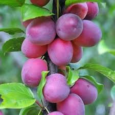 Слива Шелест