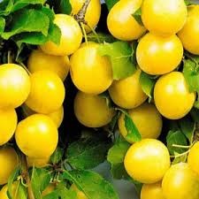 Слива Белоснежка