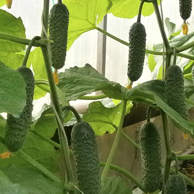 Огурец Иван-Царевич F1 0,25гр УУ