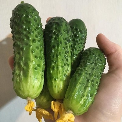 Огурец Сестрица Аленушка F1 12шт Поиск