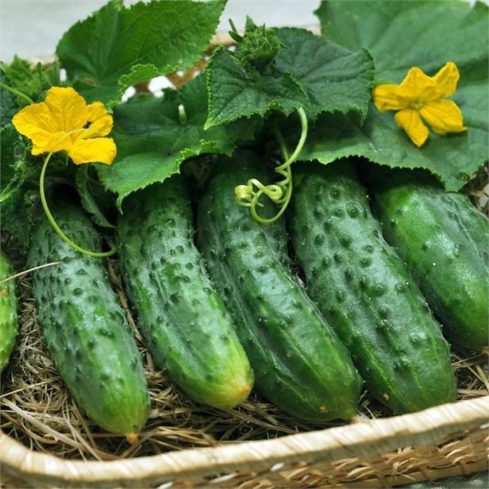 Огурец Кречет F1 10шт Аэлита