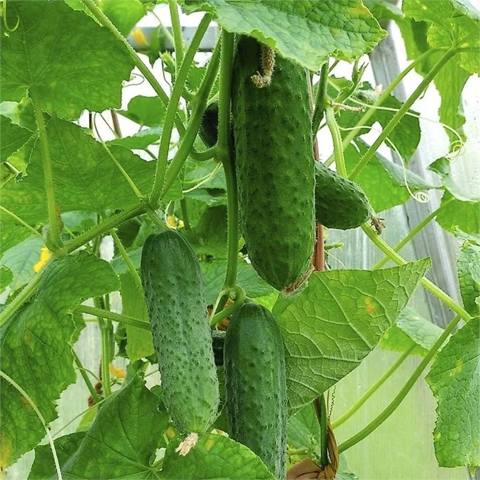 Огурец Миг 10шт Аэлита