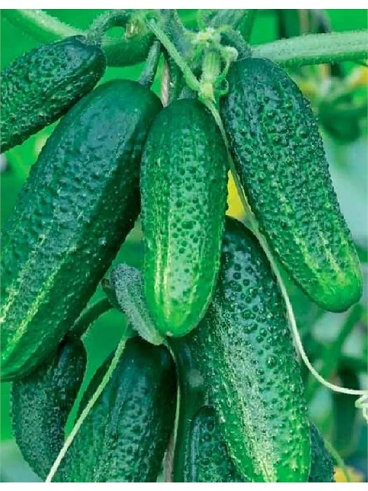 Огурец Наследник 10шт Аэлита
