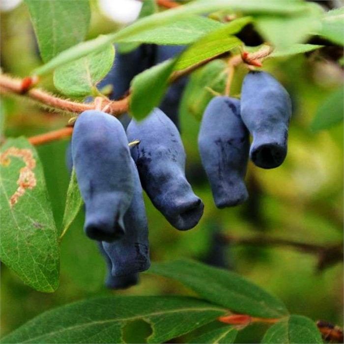 Жимолость Томичка