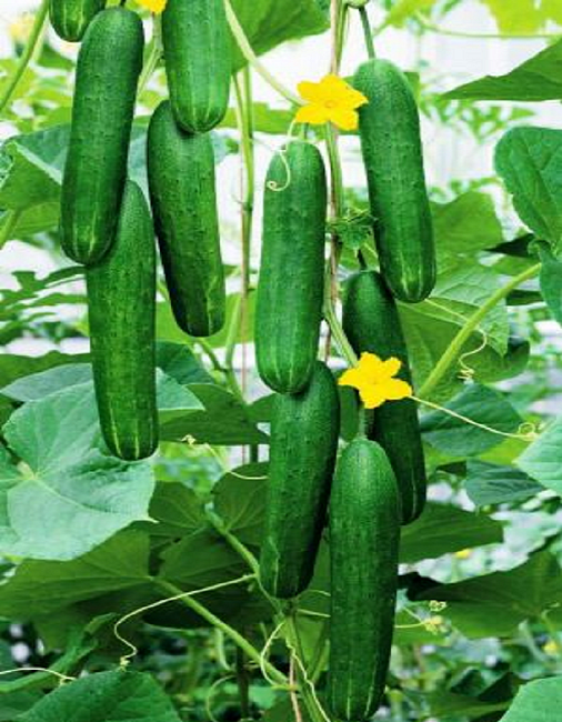 Огурец Джигит F1 10шт/10