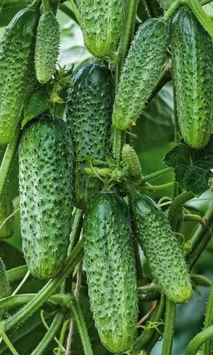 Огурец Фора F1 6шт УД