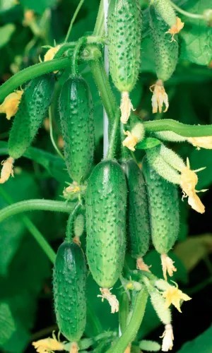 Огурец Амиго F1 8шт УД