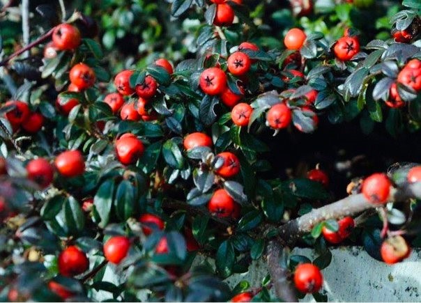 Кизильник Стокгольм 101436 - фото 25372