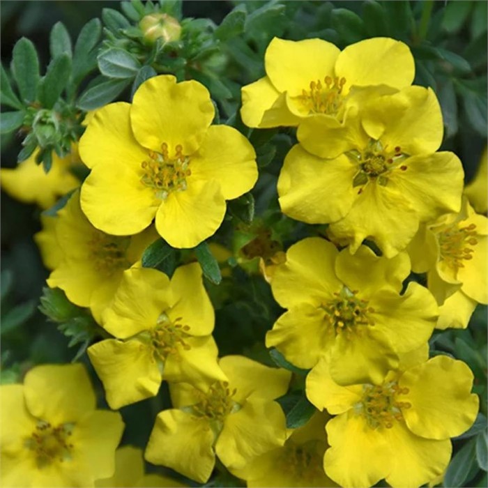 Курильский чай(Лапчатка) Дакота Санпот