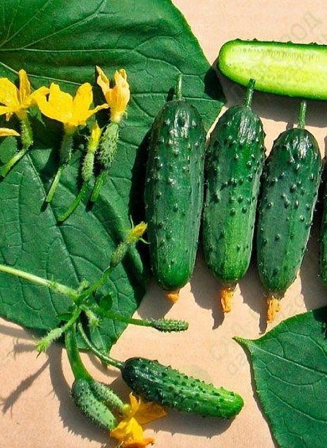 Огурец Балконный красавчик Хикмет Листок