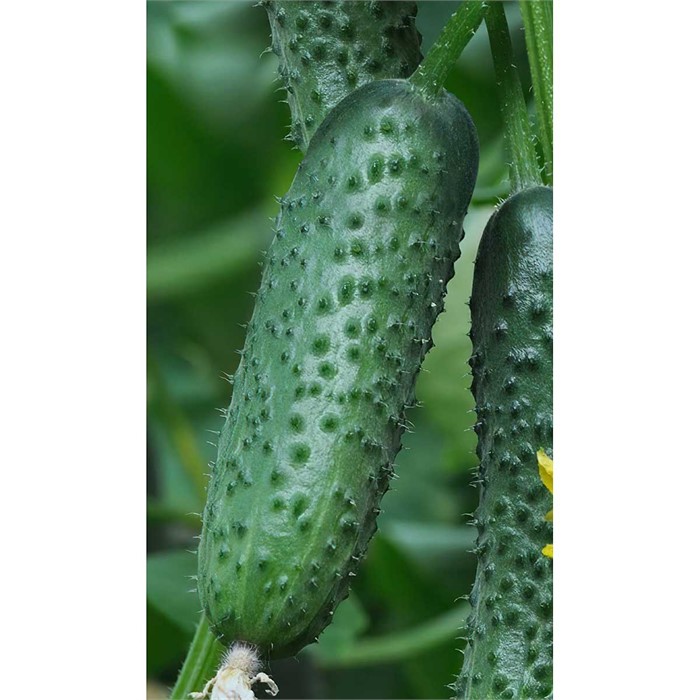 Огурец Вятич F1 5шт Yuksel Tohum/Садовита