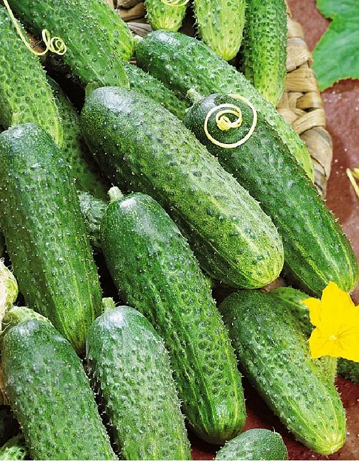 Огурец РМТ F1 корнишон 5шт Листок