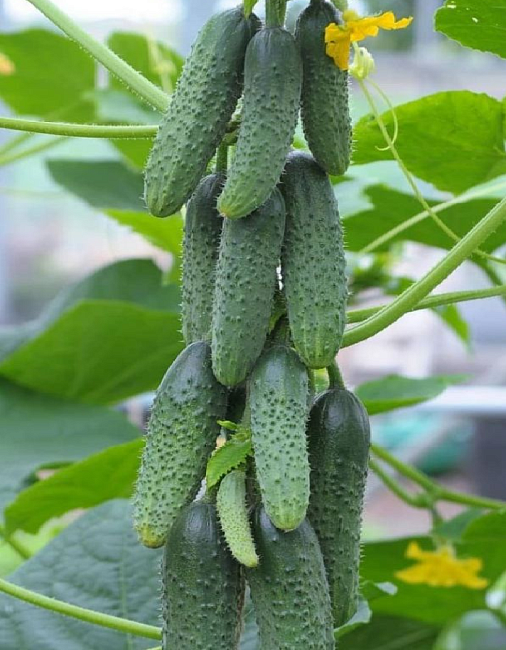 Огурец Сибирский Пучок F1 5шт СС