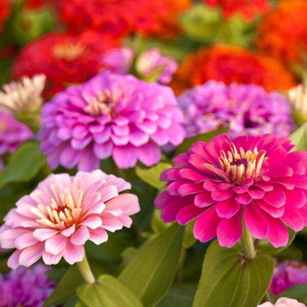 Циния Лиллипут смесь 0,4гр Садовита