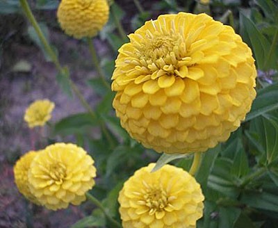 Циния Лиллипут Желтая 0,4гр Садовита