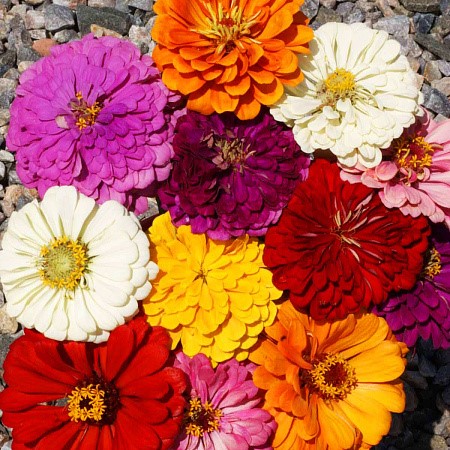 Циния Калифорнийские гиганты 0,4гр Садовита