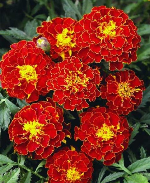 Бархатцы Брокада красная 0,3гр Садовита