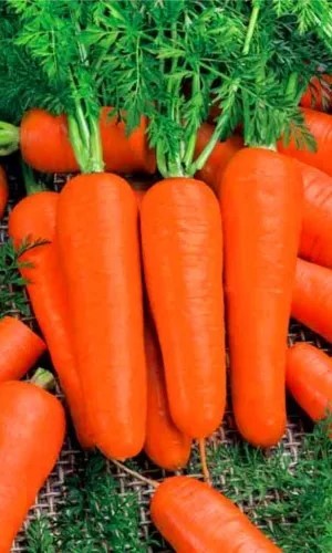 Морковь Московская зимняя А515 4гр ГШ