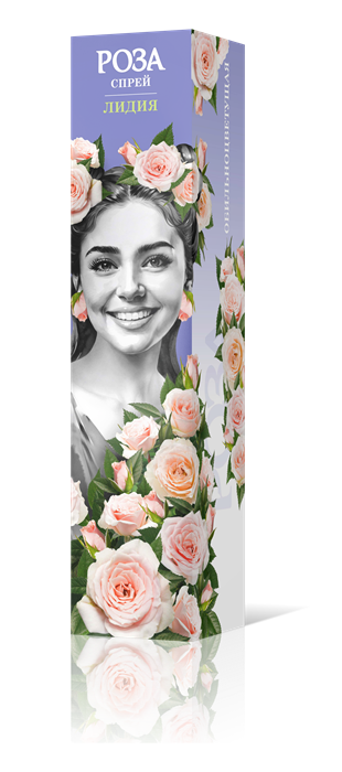 Роза Спрей Лидия Садовита