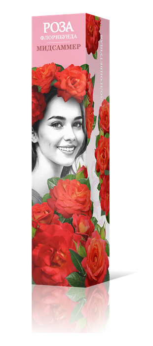 Роза Флорибунда Мидсаммер Садовита