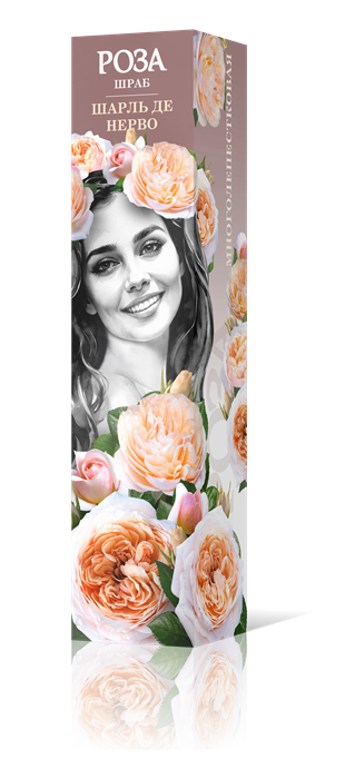 Роза шраб Шарль де Нерво Садовита