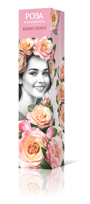 Роза флорибунда Коко Локо Садовита