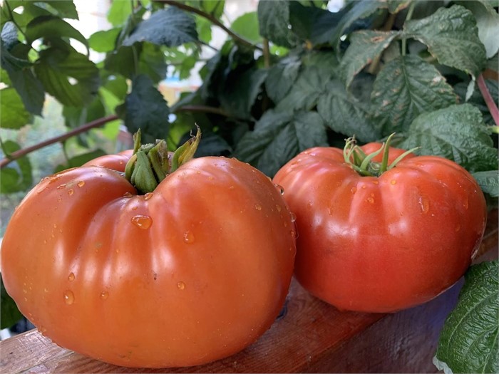 Томат Минусинский яблочный 10шт Садовита