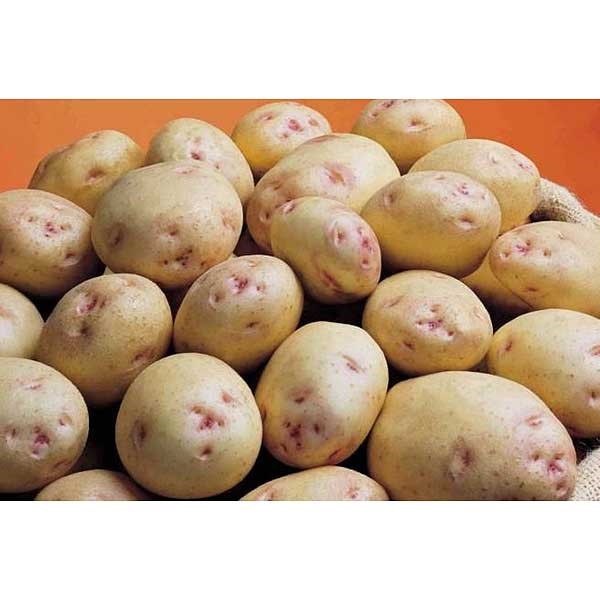 Картофель семенной Синеглазка