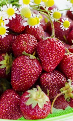 Земляника Санькина любовь ремонтантная 6шт (УД)