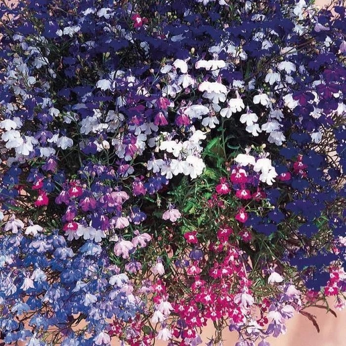 Лобелия Регатта Микс ампельная 3др РА/Садовита