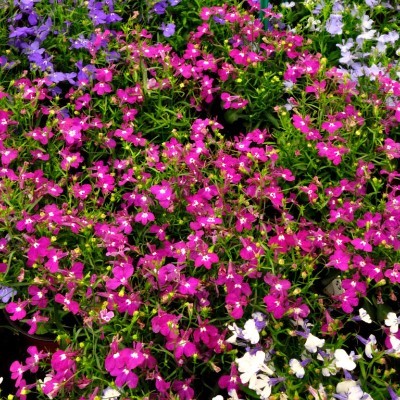 Лобелия Регатта Роуз ампельная 3др РА/Садовита