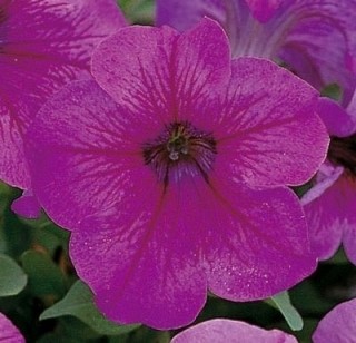 Петуния Игл F1 Плам вейн грандифлора 5др Sakata/Садовита