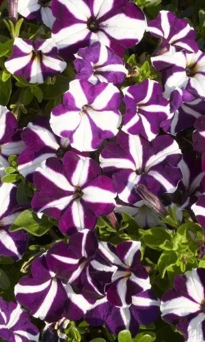 Петуния Лавина F1 Пурпурная звезда 7др ампельная Cerny/Садовита