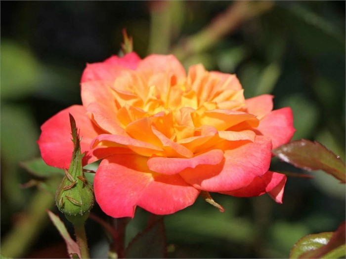 Роза Мандарин спрей