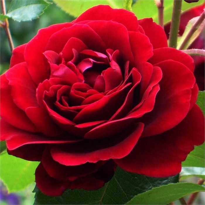 Роза Амадеус плетистая