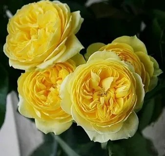 Роза Каталина спрей